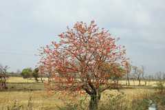 Erythrina suberosa